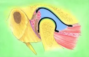 TMJ display animation